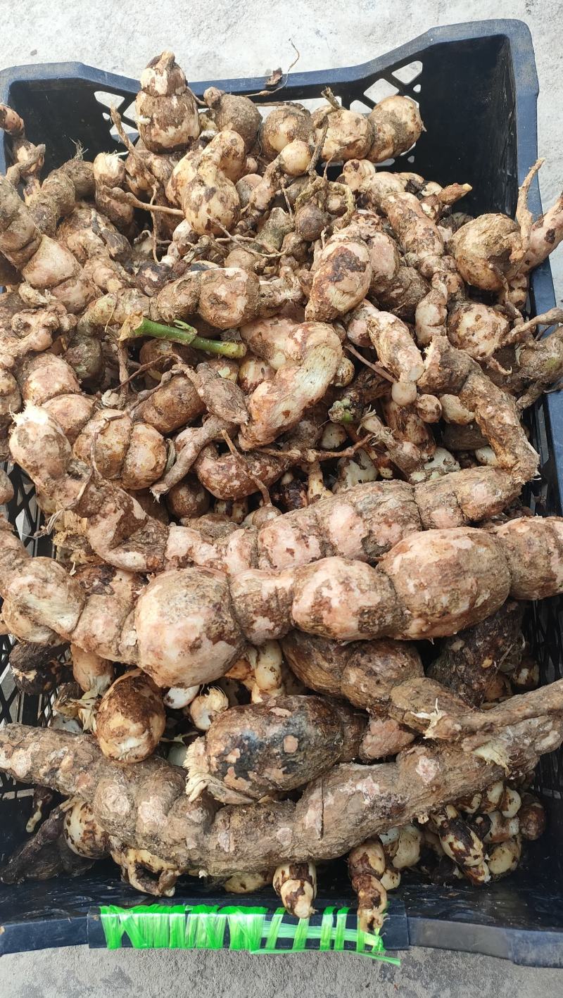 白粉藤白粉藤牛子头藤接骨藤白牵牛粉藤蛋粉藤薯