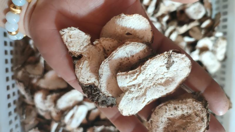 白粉藤白粉藤牛子头藤接骨藤白牵牛粉藤蛋粉藤薯