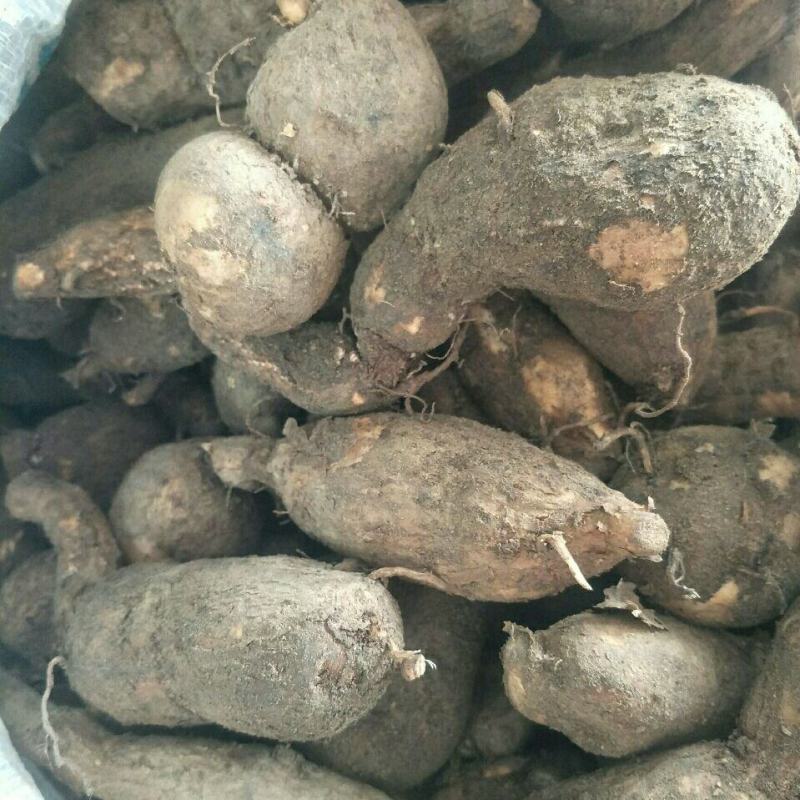 白粉藤白粉藤牛子头藤接骨藤白牵牛粉藤蛋粉藤薯