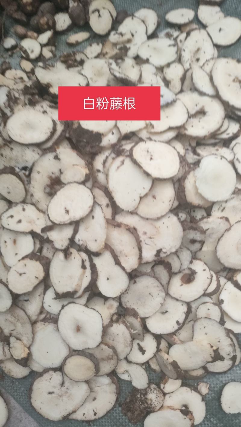 白粉藤白粉藤牛子头藤接骨藤白牵牛粉藤蛋粉藤薯