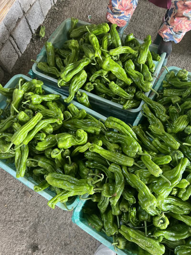 山东兰陵芜湖椒苏椒，电商货，一手货源！薄皮椒常年有货