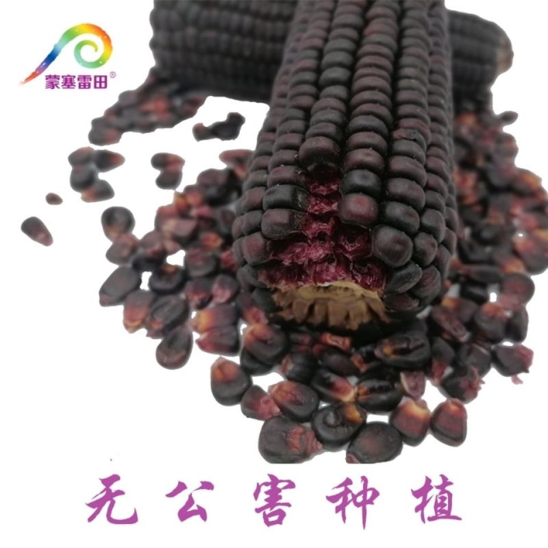 蒙塞雷田黑玉米糊即食玉米面粉早餐糯玉米杂粮河套低脂熟粉