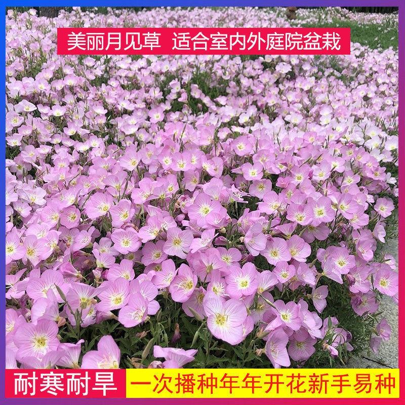 美丽月见草种子多年生耐寒花种籽月见草宿根花卉种子