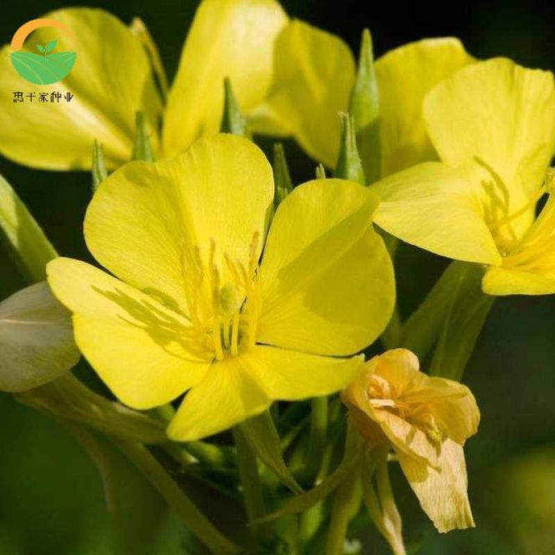 美丽月见草种子多年生耐寒花种籽月见草宿根花卉种子