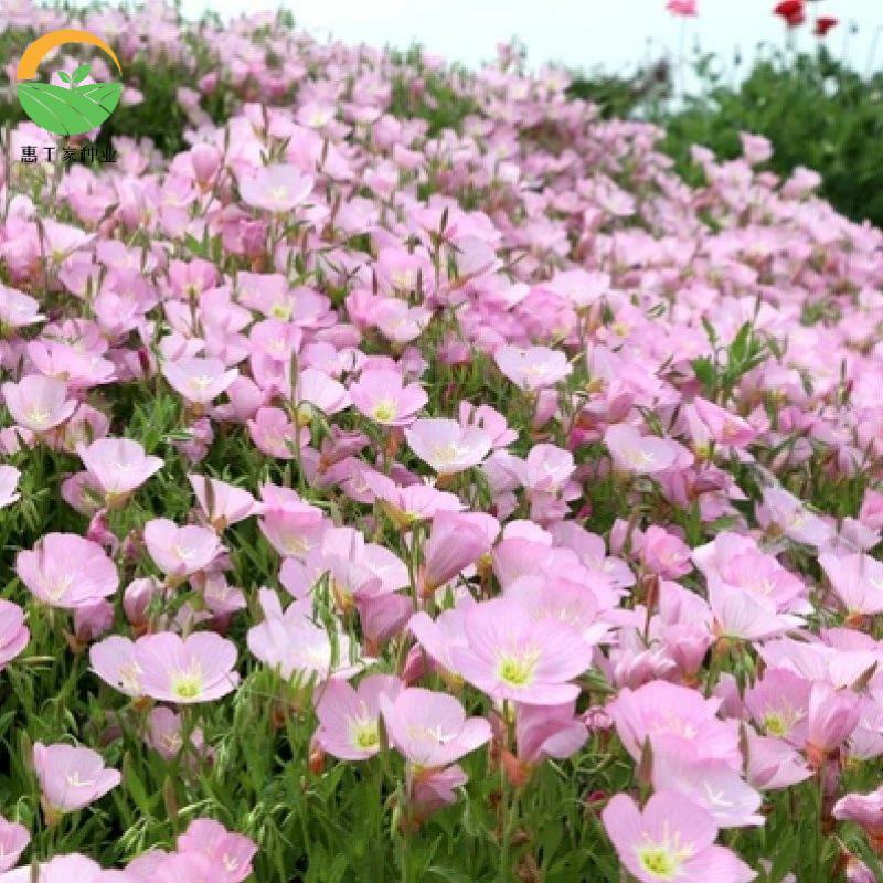 美丽月见草种子多年生耐寒花种籽月见草宿根花卉种子