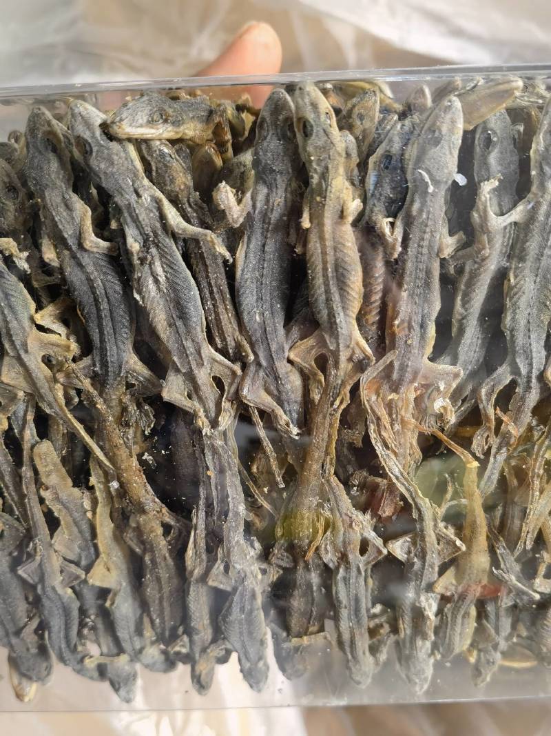壁虎有名天龙，守宫关书药业专注品质如图所示一手货源