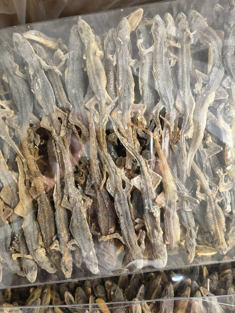 壁虎有名天龙，守宫关书药业专注品质如图所示一手货源