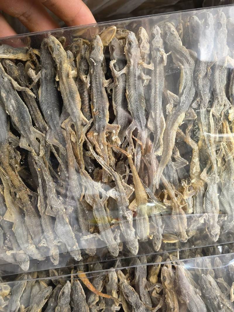 壁虎有名天龙，守宫关书药业专注品质如图所示一手货源
