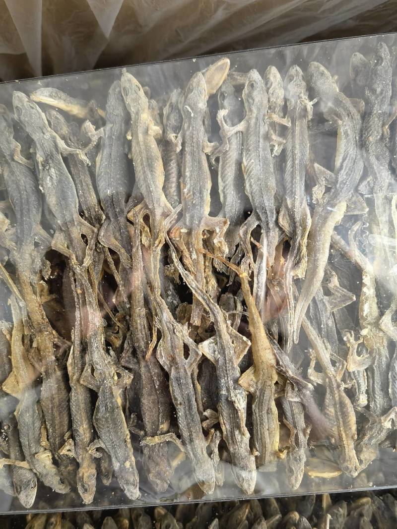 壁虎有名天龙，守宫关书药业专注品质如图所示一手货源
