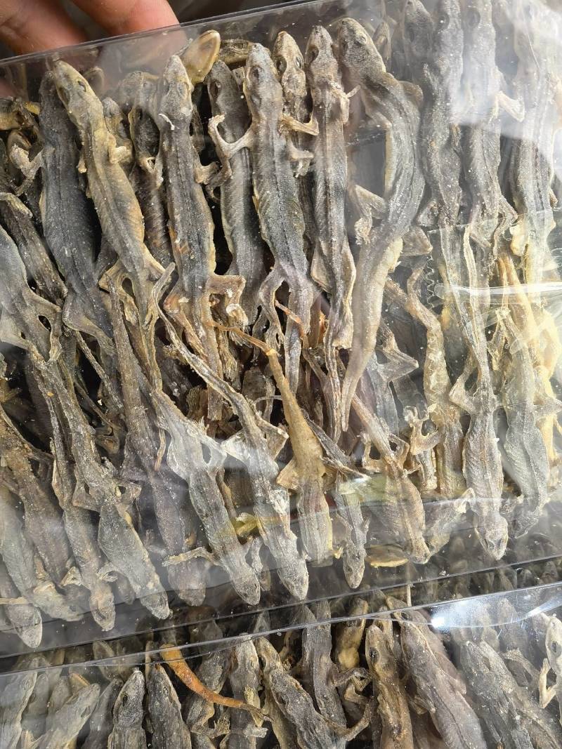 壁虎有名天龙，守宫关书药业专注品质如图所示一手货源