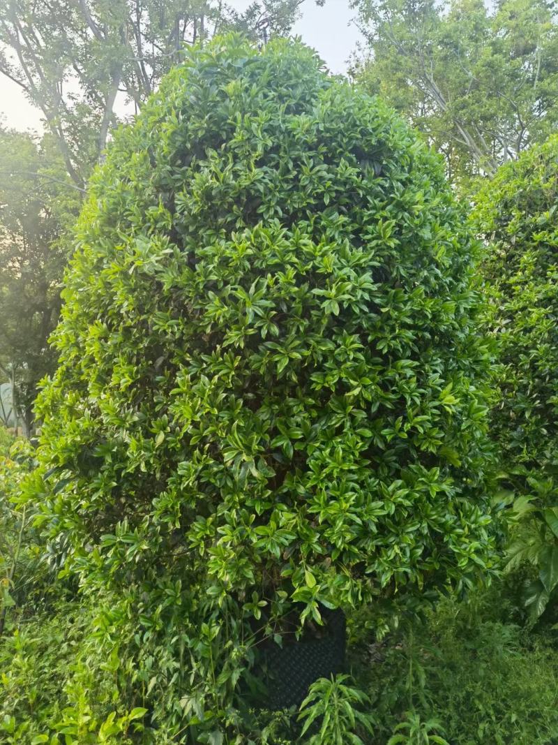 金桂，桂花，四季桂种植园直发欢迎来电咨询