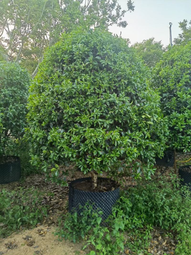 金桂，桂花，四季桂种植园直发欢迎来电咨询