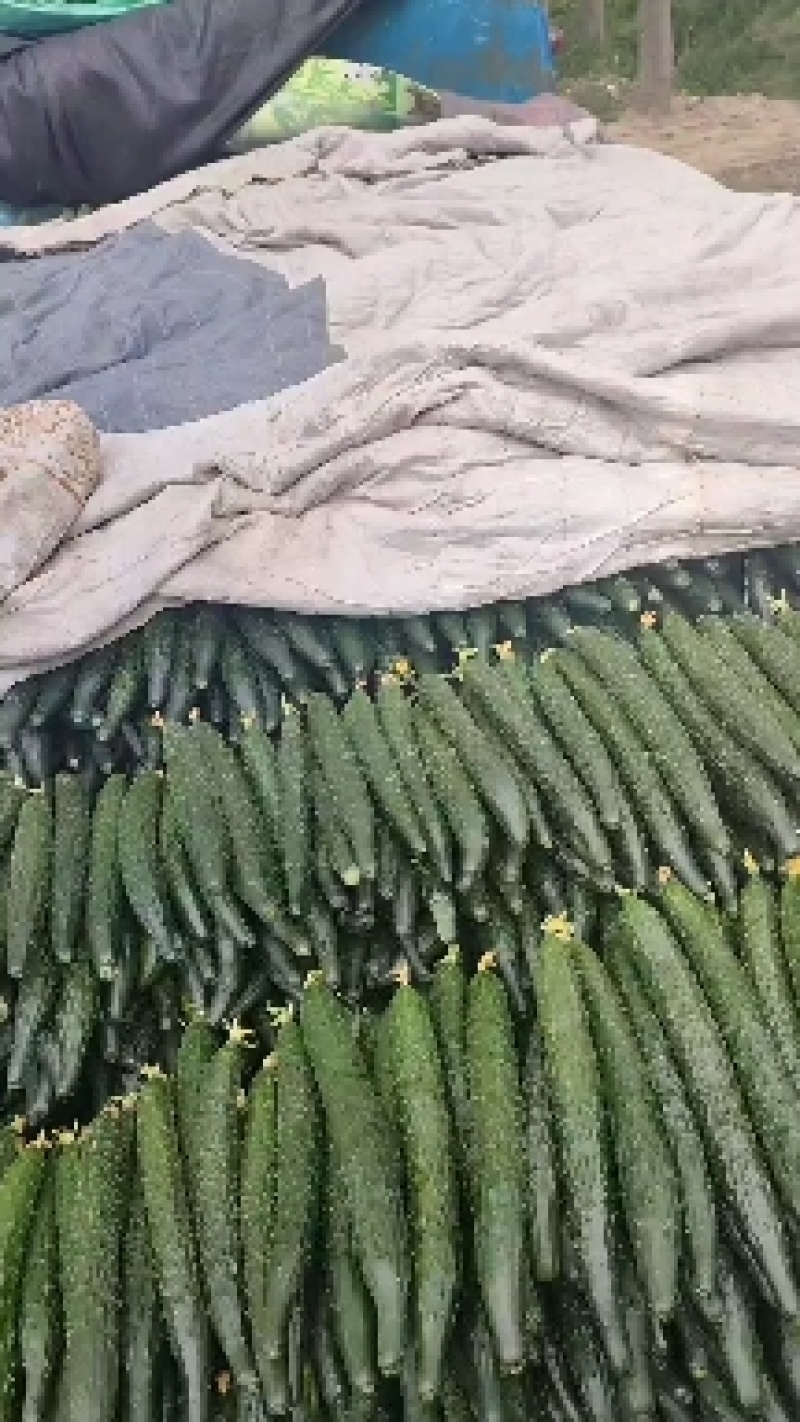 夏邑县油量鲜黄瓜，黑条密刺黄瓜青瓤，一手货源，全国发货。