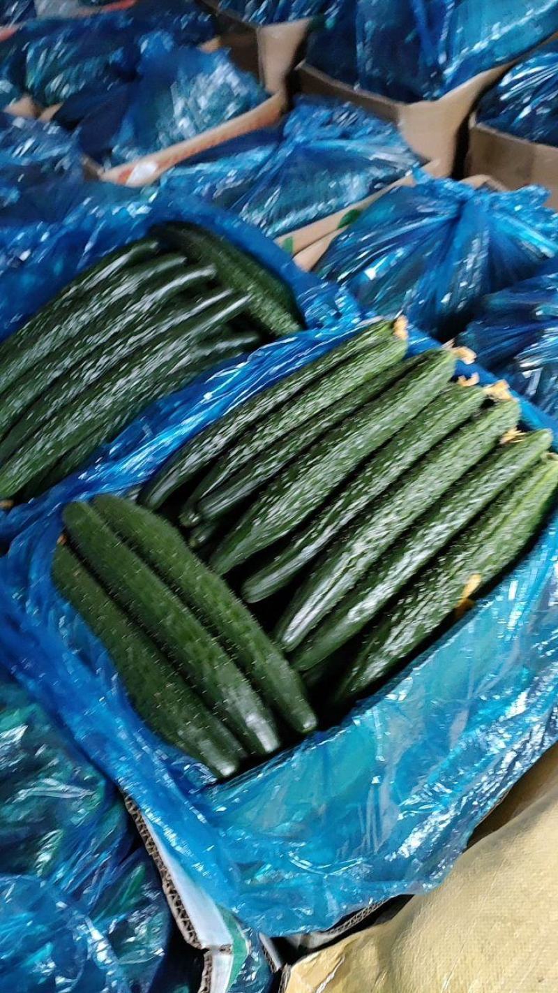 夏邑县油量鲜黄瓜，黑条密刺黄瓜青瓤，一手货源，全国发货。