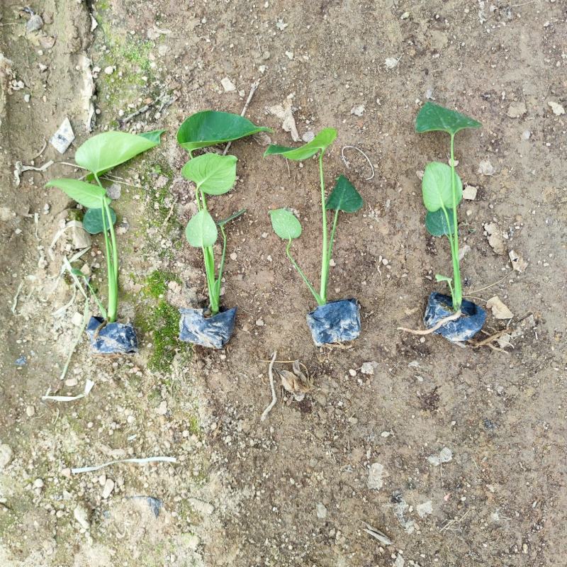 龟背竹、蓬莱蕉、铁丝兰、穿孔喜林芋大量供应欢迎咨询