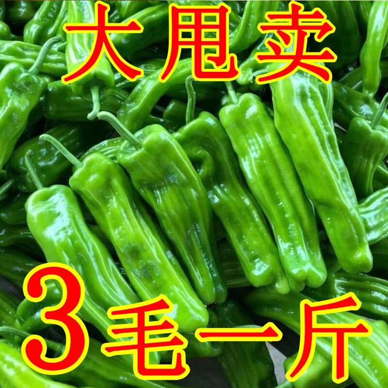 薄皮青椒丨芜湖椒丨大辣椒丨301鲜辣椒丨皮薄质优丨