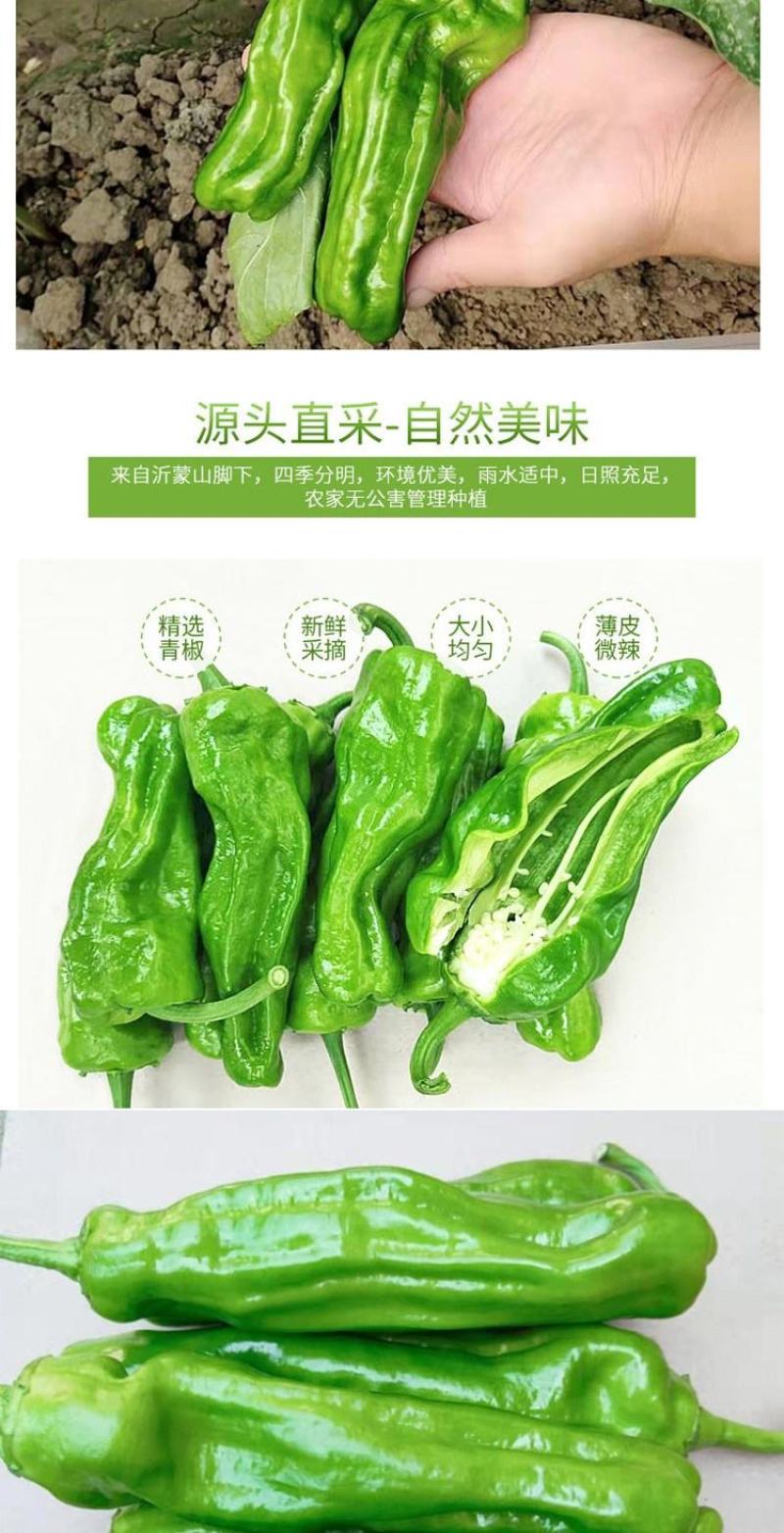 薄皮青椒丨芜湖椒丨大辣椒丨301鲜辣椒丨皮薄质优丨