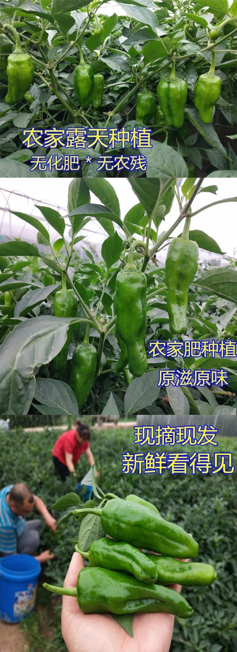 薄皮青椒丨芜湖椒丨大辣椒丨301鲜辣椒丨皮薄质优丨