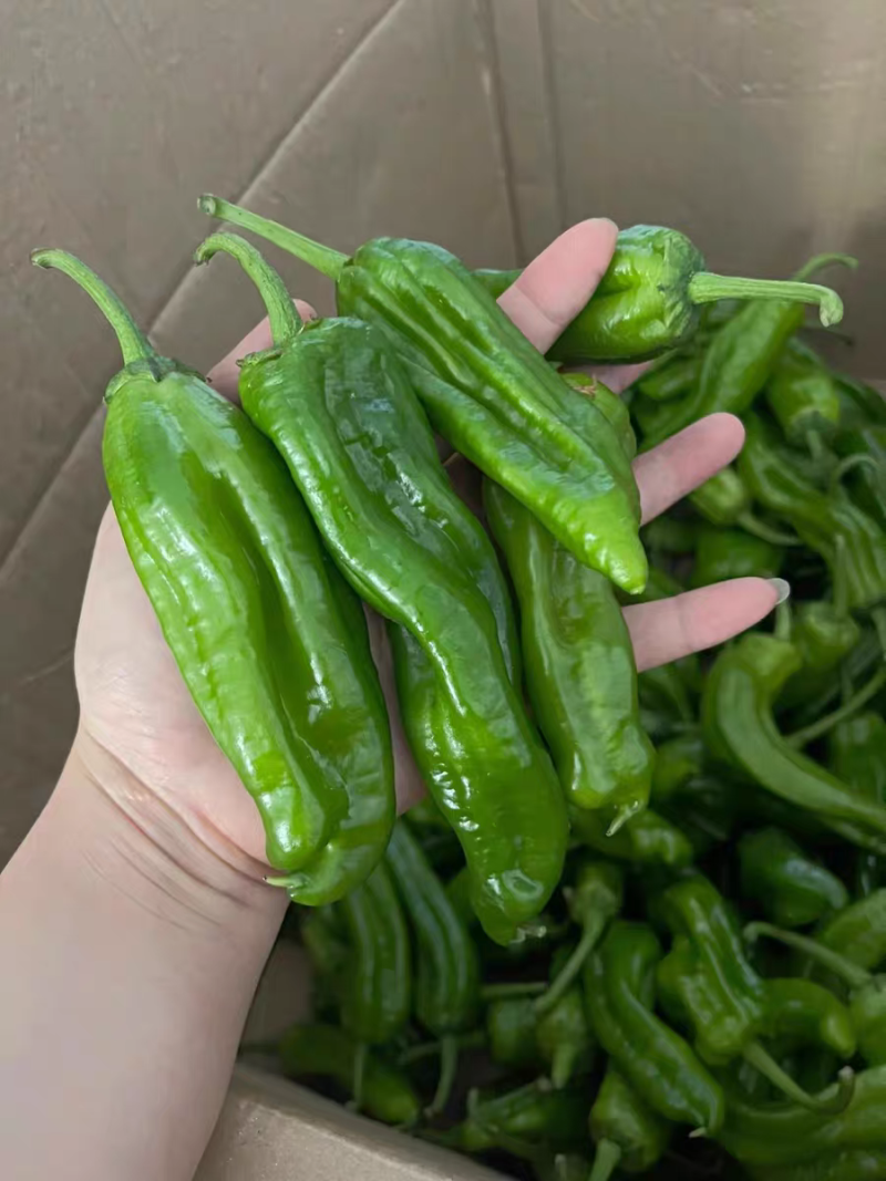 薄皮青椒丨芜湖椒丨大辣椒丨301鲜辣椒丨皮薄质优丨