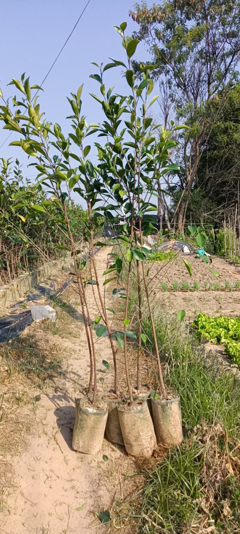 精品小叶榕绿水青山共享你我！承接苗木工程苗木供应