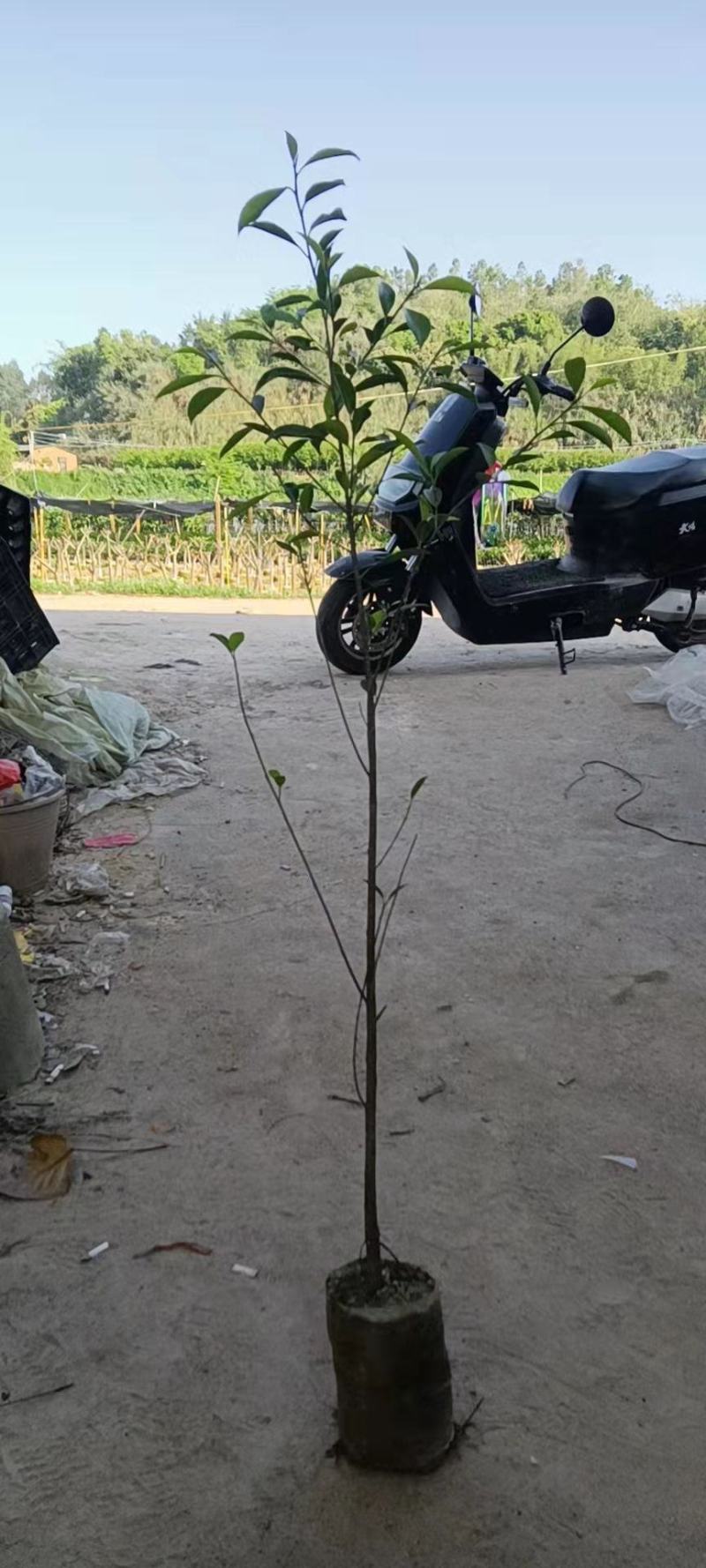 精品小叶榕绿水青山共享你我！承接苗木工程苗木供应