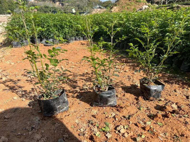 粉凌霄花，非洲凌霄、紫云藤欢迎来电详谈