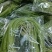 野莲菜