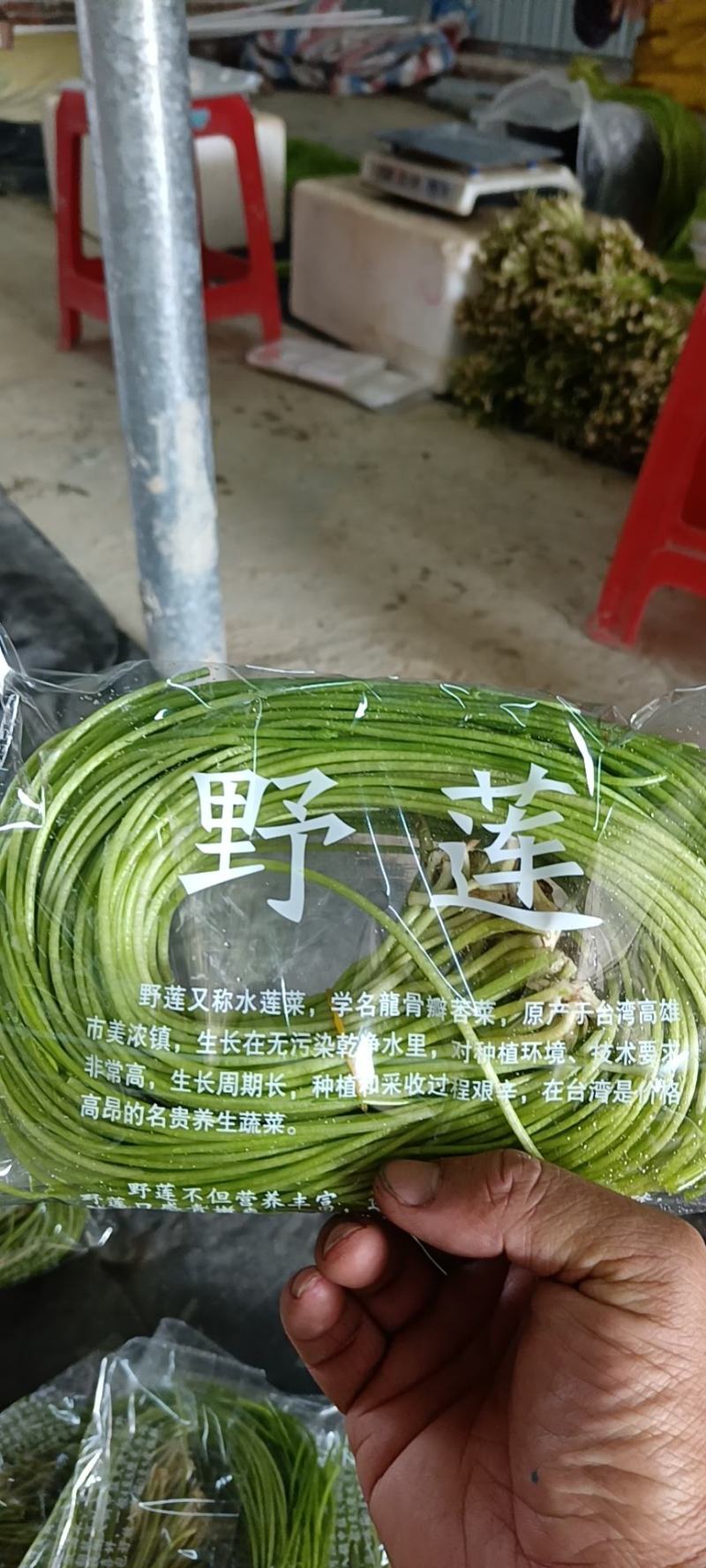 野莲菜