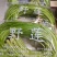 野莲菜