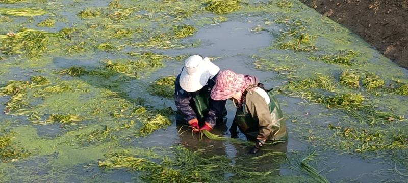 野莲菜