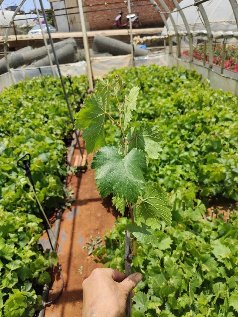 葡萄苗葡萄苗杯苗基地直供纯一手货