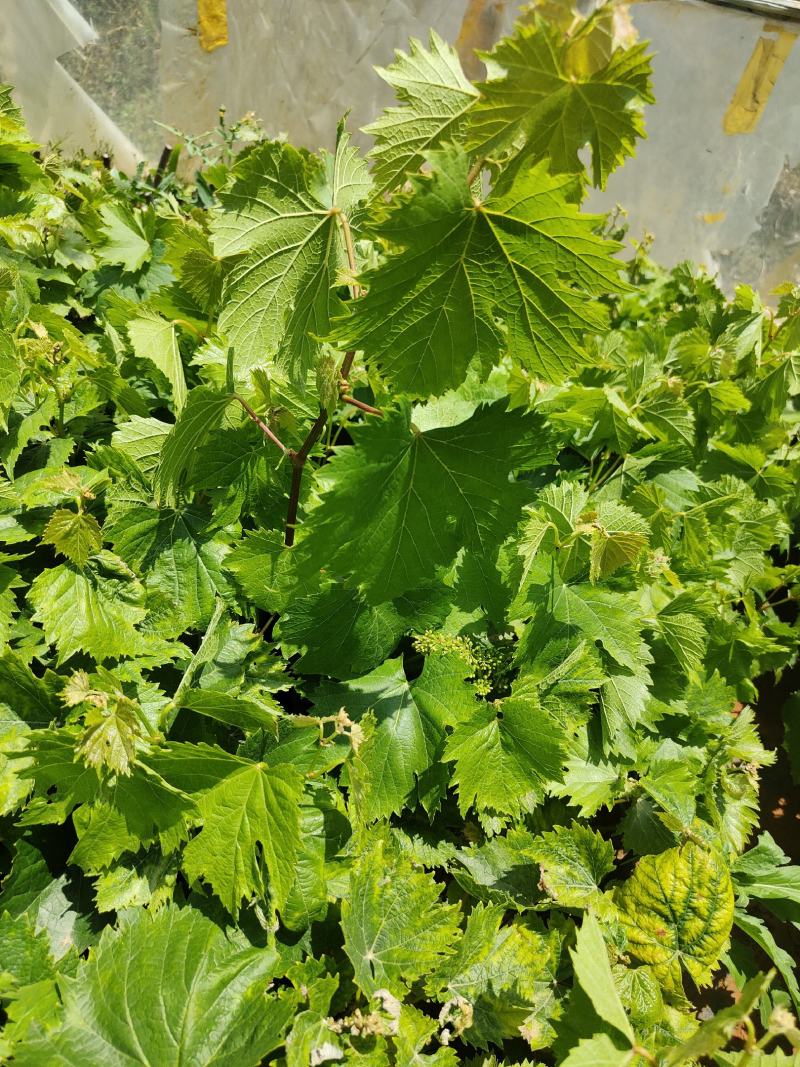 葡萄苗葡萄苗杯苗基地直供纯一手货