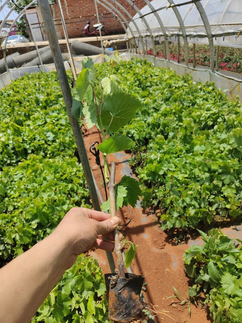 葡萄苗葡萄苗杯苗基地直供纯一手货