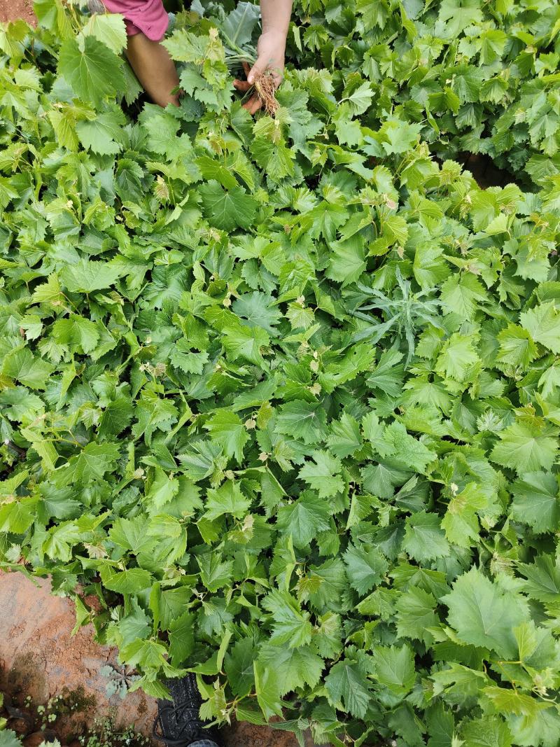 葡萄苗葡萄苗杯苗基地直供纯一手货