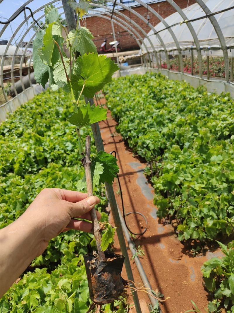 葡萄苗葡萄苗杯苗基地直供纯一手货