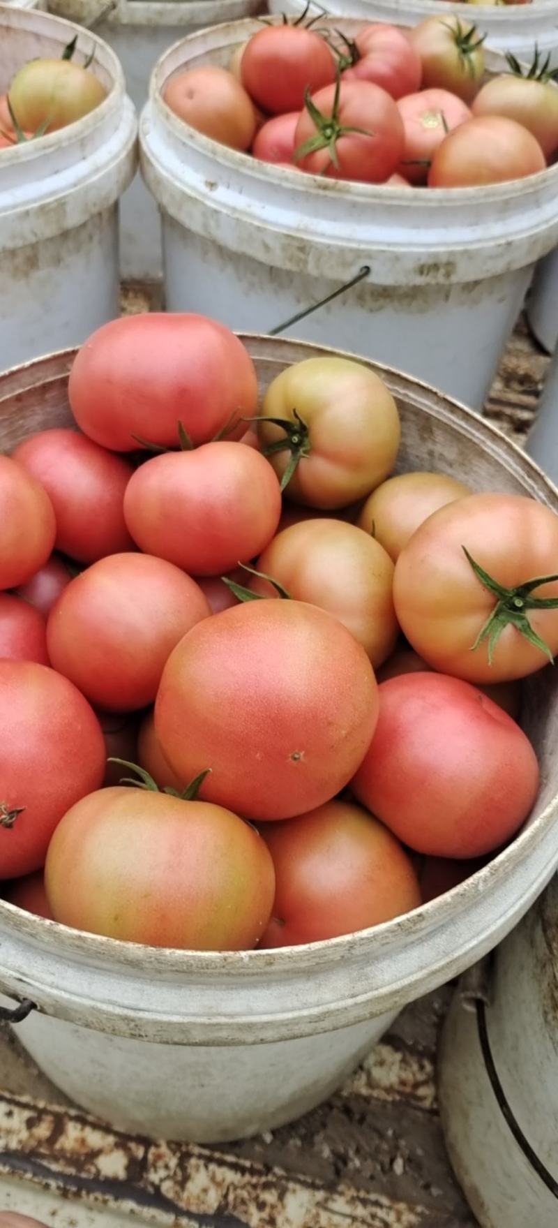 芸豆，西红柿，黄瓜，辣椒，龙椒