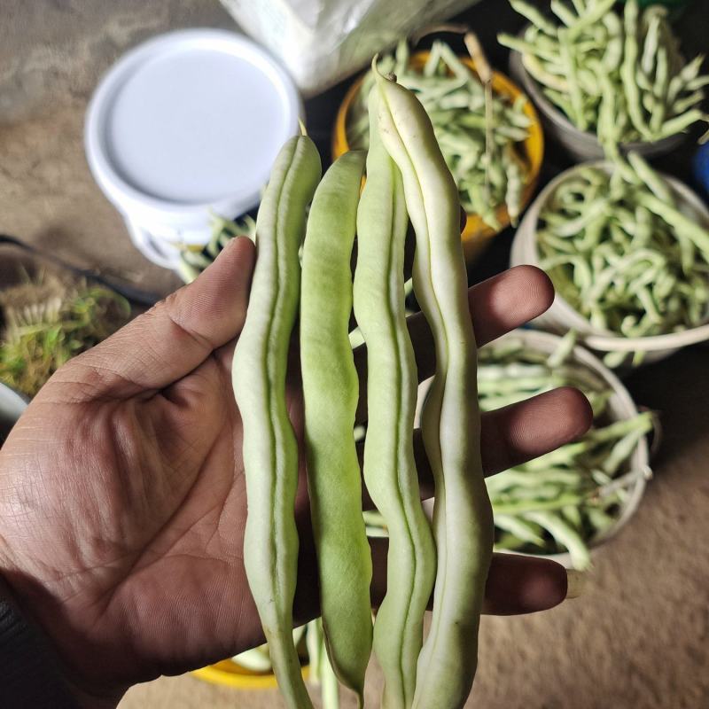 芸豆，西红柿，黄瓜，辣椒，龙椒