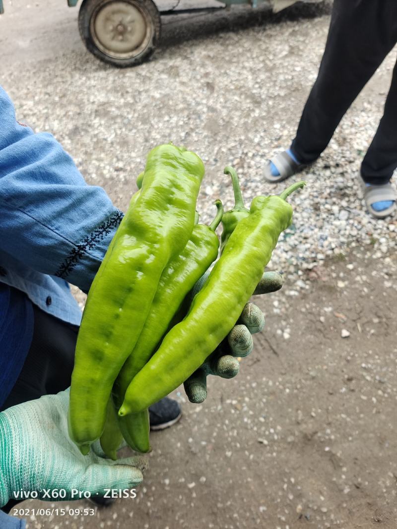 芸豆，西红柿，黄瓜，辣椒，龙椒