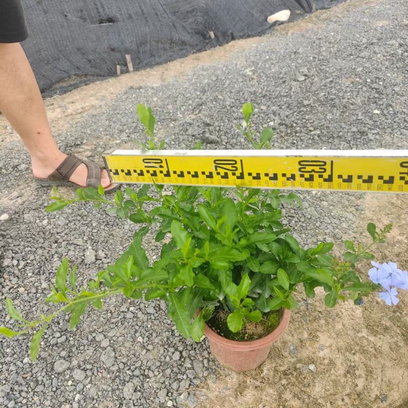 蓝雪花山灰柴假靛角柱花场地直销大量供应