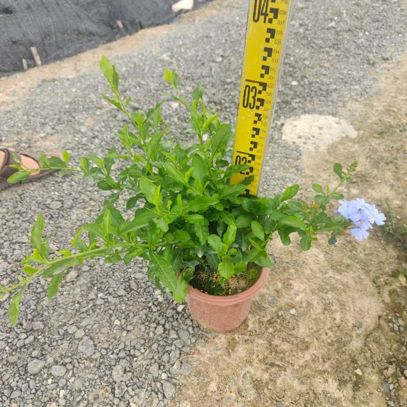 蓝雪花山灰柴假靛角柱花场地直销大量供应