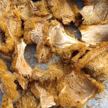 狗脊片