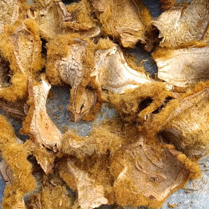 狗脊片