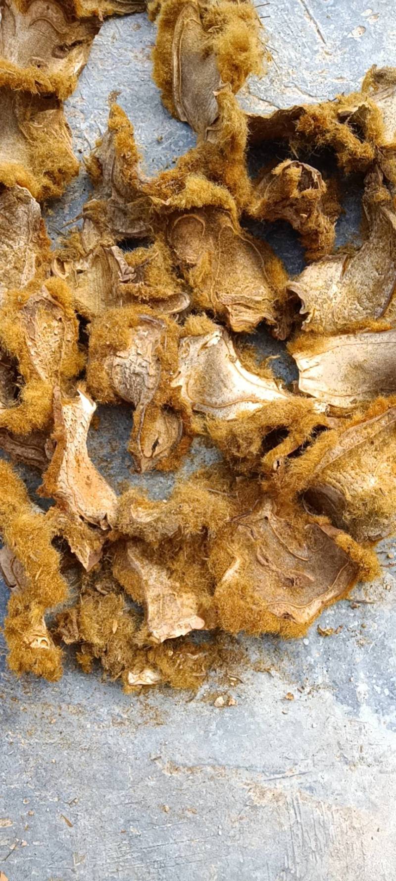 狗脊片
