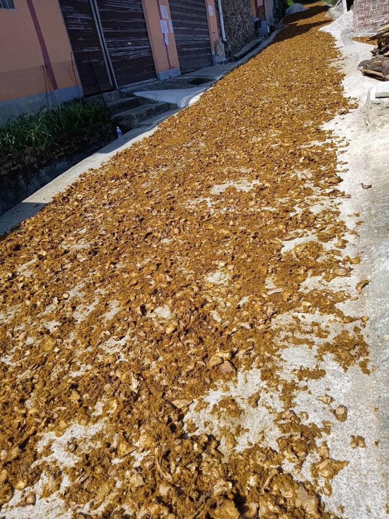 狗脊片