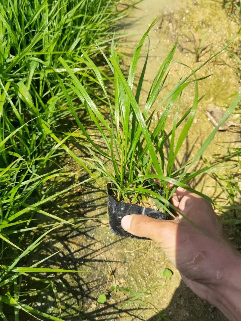 紫穗狼尾草基地大量有货量大私聊欢迎合作洽谈