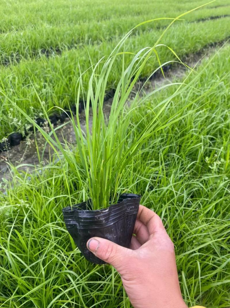 紫穗狼尾草基地大量有货量大私聊欢迎合作洽谈