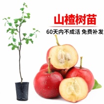 山楂苗无籽甜红籽大金星山楂树苗南北方盆栽地栽嫁接带土当年