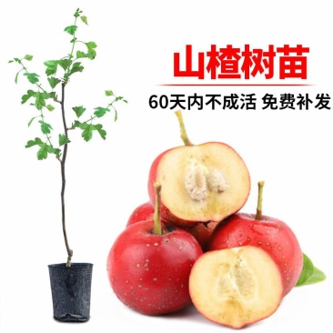 山楂苗无籽甜红籽大金星山楂树苗南北方盆栽地栽嫁接带土当年