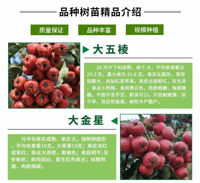山楂苗无籽甜红籽大金星山楂树苗南北方盆栽地栽嫁接带土当年