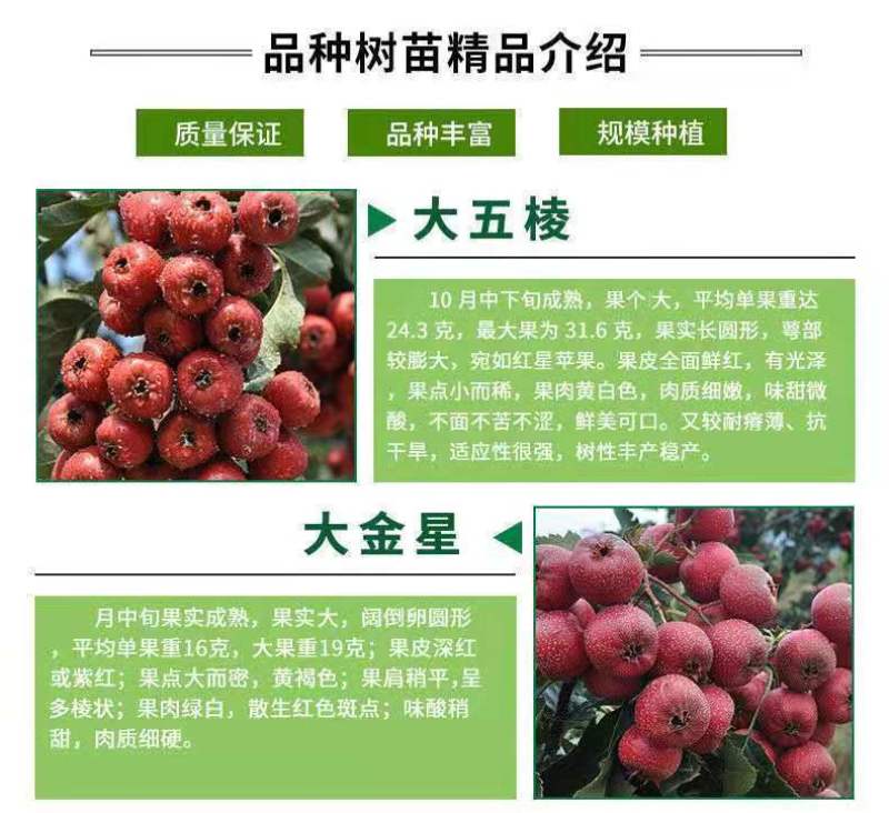 山楂苗无籽甜红籽大金星山楂树苗南北方盆栽地栽嫁接带土当年